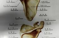 怎么判断肩胛骨正常（学习《X线读片指南》骨、关节系统——肩胛骨）
