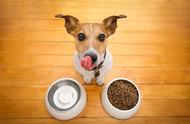 狗狗急性肠胃炎在家应该怎么办（又有什么症状）