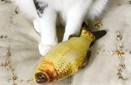 一个月的猫咪怎么吃鱼（猫主子吃鱼全攻略）