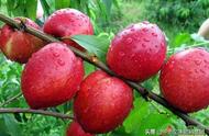 油桃属于酸性还是碱性水果（油桃对生长环境的要求）