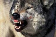 为什么狼总喜欢在夜晚冲月亮嚎叫（狼为什么对着月亮嚎叫）