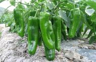 辣椒如何种植更高产（每亩多收益上千元）