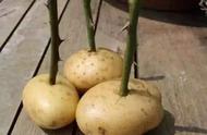 土豆扦插月季的方法（土豆插月季）