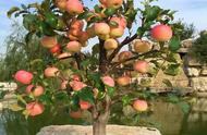 苹果阳台盆栽种植方法（可直接种在阳台）