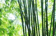熊猫为什么吃竹子简单的说（揭开国宝绝密档案）