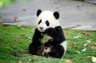 大熊猫为什么是食铁兽（又如何变成了濒危物种）