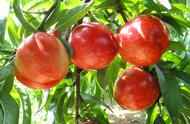 特大油桃品种排名（又大又红又甜的油桃）