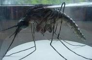 世界上现存最大的蚊子（世界上最大的蚊子有多大）