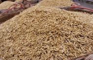杂交水稻和一般水稻的区别（杂交稻种子难保管、发芽率低）