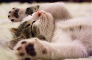 动物睡觉的时候会做梦吗（猫和狗也会做梦）