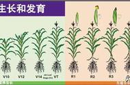 玉米的生长过程图片（玉米从出苗至成熟图表）