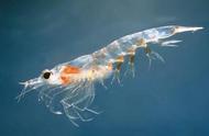 南极磷虾为什么这么多（没有灭绝风险）