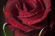 各种玫瑰花的颜色代表了什么意思（你知道它们代表着不同的花语吗）