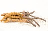 冬虫夏草的功效与作用吃法大全（虫草的五种最佳吃法「兰青生物」）