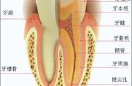 牙齿结构名称示意图（牙齿的结构组成是怎么样的）