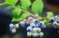 蓝莓树怎么种才活（才知盆栽蓝莓应该这样栽培）