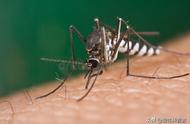 蚊子的寿命是多长时间（奇特的繁殖特性、优越的生长环境是主因）