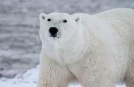北极熊是如何适应它的生活环境的（寒冷环境下的生存奇迹）