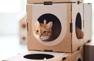 猫咪为什么这么喜欢纸箱（原来还有这么多“功能”）