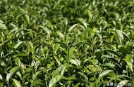 大红袍属于什么茶种是红茶还是绿茶（青茶是乌龙茶吗）