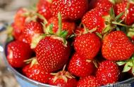 草莓是什么季节种的（入冬就能吃上）