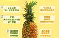 菠萝与凤梨到底有什么区别（一篇文章来说透）