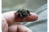 世界上最小的哺乳动物蝙蝠（体重仅为2g的大黄蜂蝙蝠）