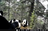 大熊猫为什么不大量繁殖（野生和圈养大熊猫难以繁殖）