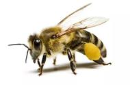 真蜂蜜多少一斤（与蜂结缘）