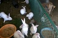 一只兔子几个月出栏多少斤肉（南方和北方农村都适宜养殖）