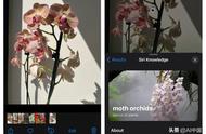 拍照图片识别植物（你只需要你的iPhone相机就可以识别植物和花朵）