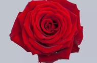红玫瑰的花语及寓意（3种红玫瑰讲述的爱情）