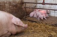 母猪产后护理的五个步骤（母猪产后护理的五个步骤在这）