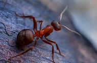 什么蚂蚁是最可怕的蚂蚁（致命红火蚁在海口现身）
