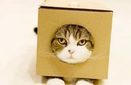 猫咪为什么对纸箱没有抵抗力（猫咪为什么沉迷于纸箱不可自拔）