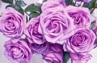粉紫色玫瑰花语是什么（看过它的花语和寓意）