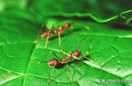 蚂蚁怎么交流信息的（蚂蚁怎么交流信息）