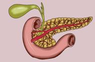 胰腺在人体的哪个部位图解 真人（身体4个异常或是它的脚步声）