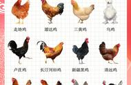 芦花鸡和普通鸡的图片（有什么区别和做法呢）