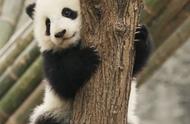 熊猫为什么叫熊猫?作文（“大熊猫”这个名字的由来）