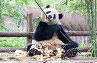 大熊猫有没有冬眠的特性祖先是哪个（不具备冬眠的环境、生理、遗传条件）
