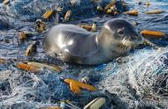 海洋垃圾对海洋生物造成的危害（海洋上的垃圾害死了多少生物）
