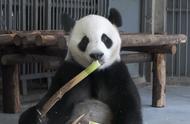 大熊猫为什么被视为国宝?我们应该怎样保护它?（成为国宝的过程）