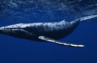 鲸为什么浮上水面喷水（「第二十六期」鲸鱼为什么要喷水）