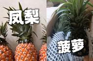 菠萝和凤梨外表有什么区别（很多人搞不清楚）