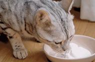 猫咪可以吃哪些常见的食物（这8种食物堪称“人间美味”）