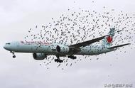 为什么航空的飞机怕小鸟（飞机这么庞大为什么会怕一只小小的鸟）