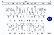 恒牙和乳牙的区别图（识别乳牙和恒牙的方法）
