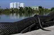 世界上最大的蛇有多大多长（身长19米）