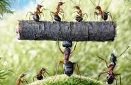 蚂蚁为什么能搬动比自己重的东西论文（为什么蚂蚁可以举起比自己体重重好几倍的物体）